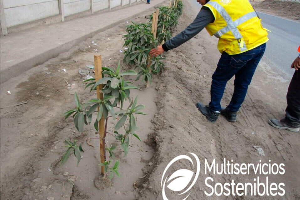 Proyectos -Reforestación y Revegetación -IGAPRO- ARCC