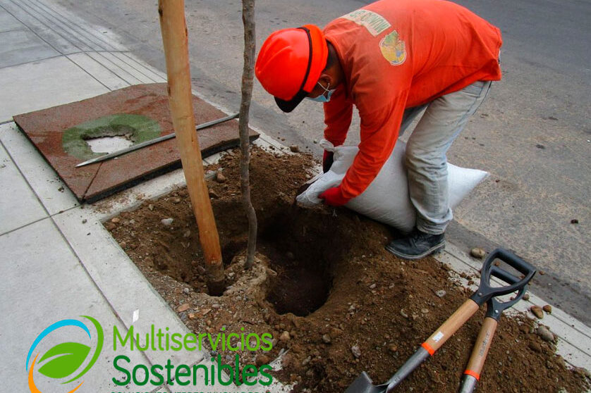 Fertilización de árboles