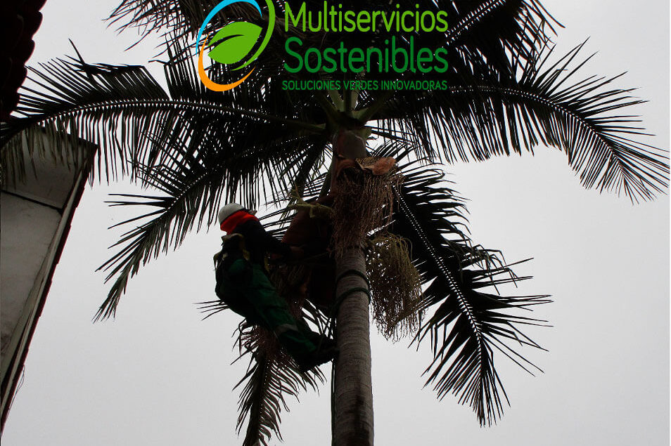 Poda de Arboles y Palmeras