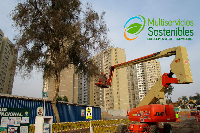 Poda de Arboles Urbanos