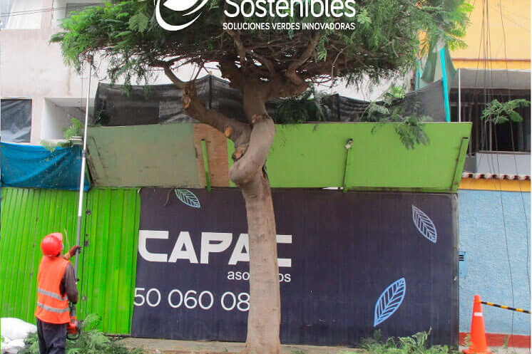 Servicio de poda de Arboles en Lima