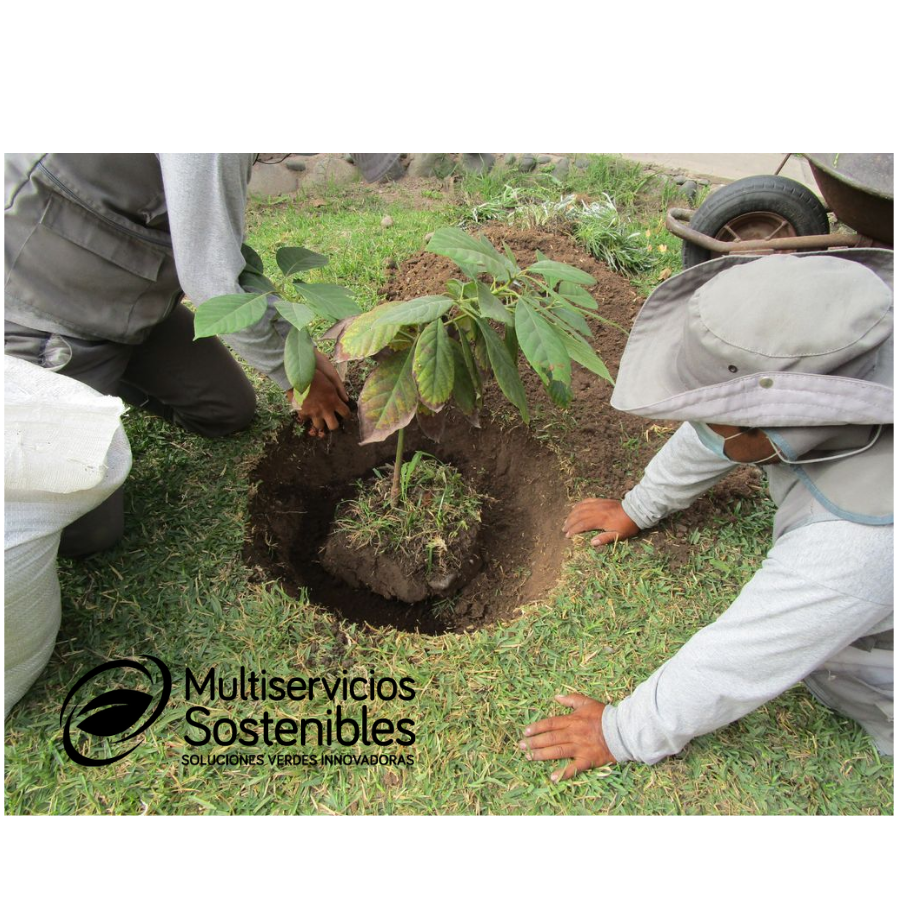 TRASLADO-DE-ARBOLES-Y-ARBUSTOS-PEQUENOS-EN-EL-JARDIN-3. Cómo Transplantar árboles