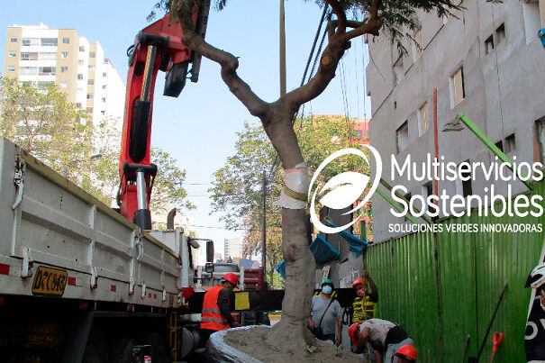 Traslado de Arboles grandes lima