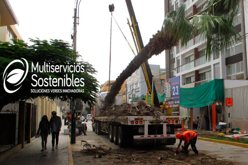 Traslado de Palmeras