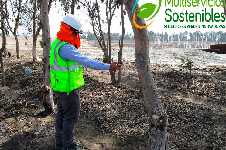 Inventario Forestal Arboles Urbanos Lima- Peru