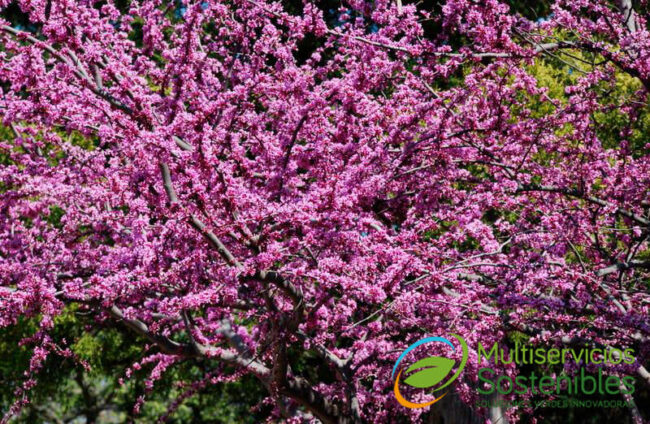 Por-qué-no-florece-mi-árbol