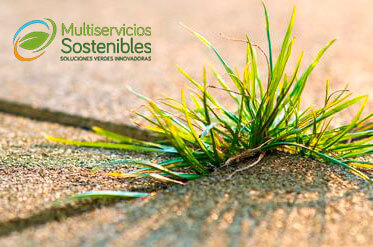 Control-y-prevención-de-las-malas-hierbas-para-mantener-la-belleza-de-sus-áreas-verdes