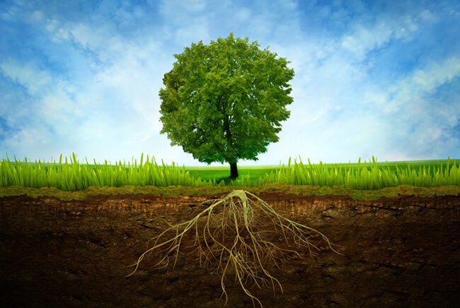 Las 7 mejores formas de mantener la calidad del suelo