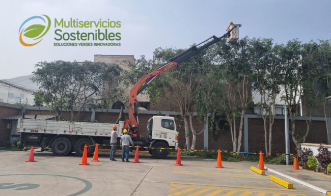 lo que deberías tomar en cuenta antes de podar o cortar un árbol