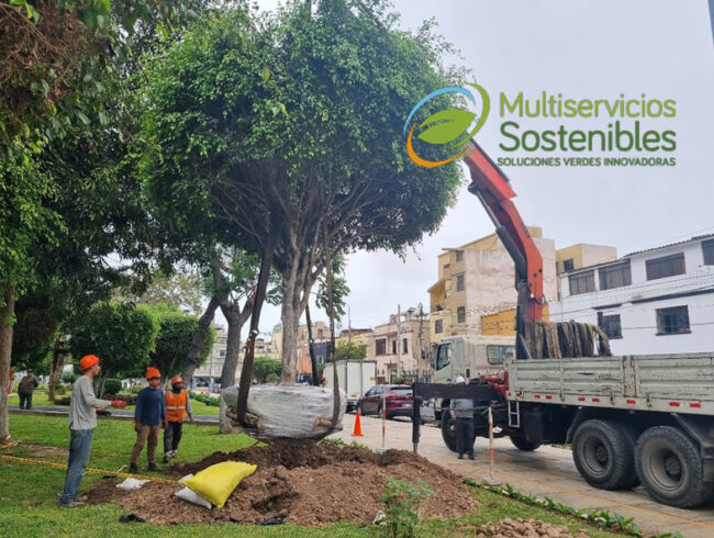 Traslado-de-árboles,-reubicación-de-árboles-o-extracción-de-un-árbol-en-lima