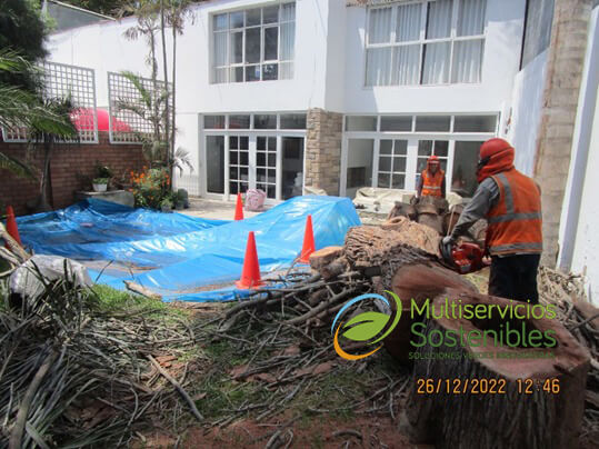 poda-de-arboles-lima-peru 2023